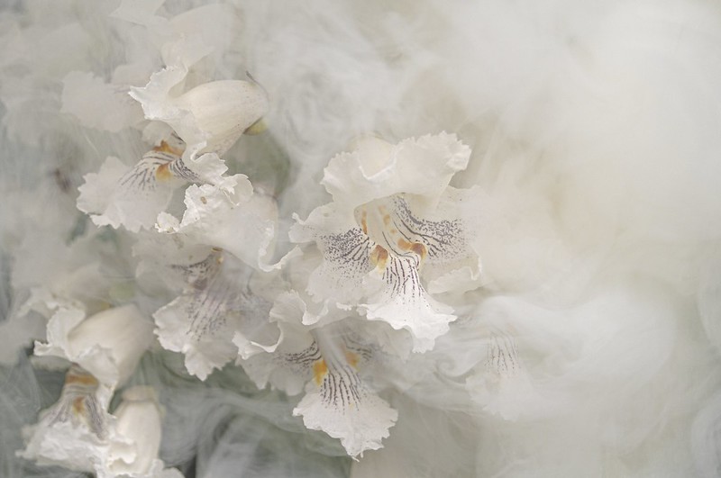 white catalpa tree flowers in the midst of white smoke